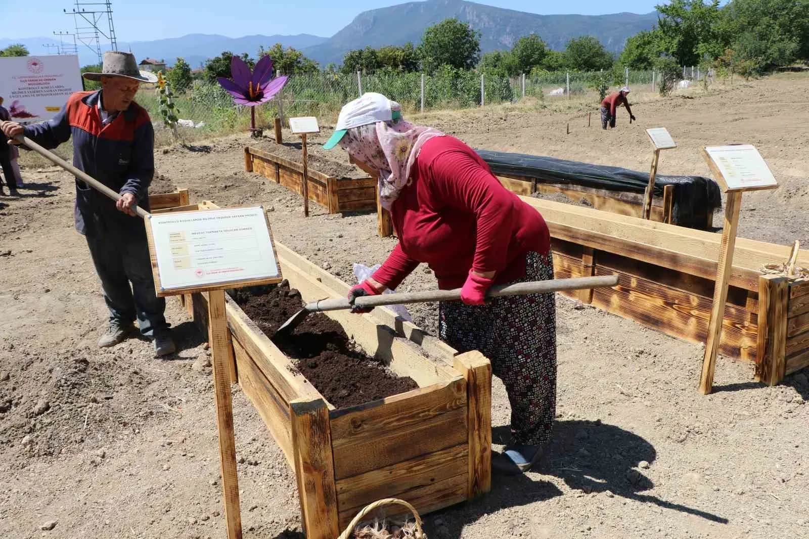 "DÜNYANIN EN PAHALI BAHARATI" OLARAK BİLİNEN SAFRANBOLU SAFRANIN TOPRAK ALTI ZARARLILARDAN KORUNMASI VE ÜRETİMİNİN ARTIRILMASI İÇİN 7 ADET AR-GE PROJESİ GELİŞTİRİLDİ.