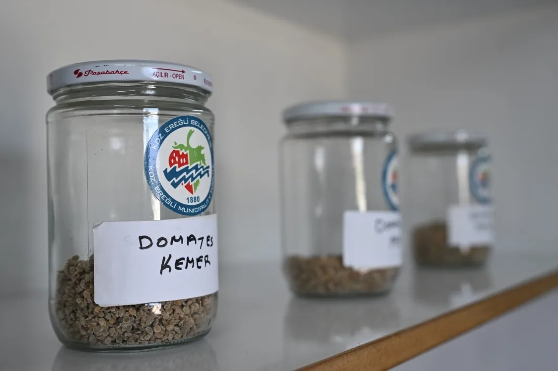 Ata Tohumu Projesi, Katlanarak Büyüyor