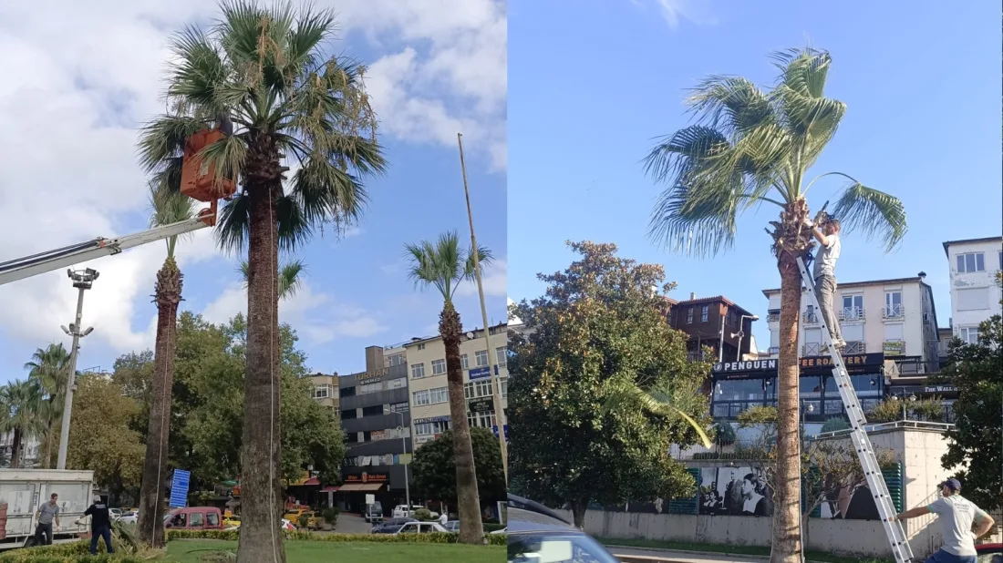 Kdz. Ereğli’nin Tropikal Dokusu Bakıma Alındı
