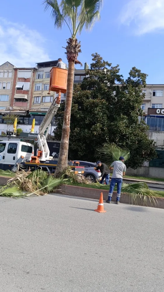 Kdz. Ereğli’nin Tropikal Dokusu Bakıma Alındı