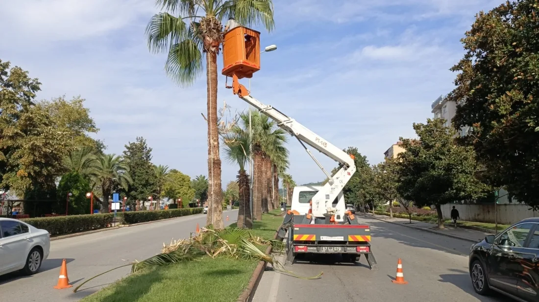 Kdz. Ereğli’nin Tropikal Dokusu Bakıma Alındı